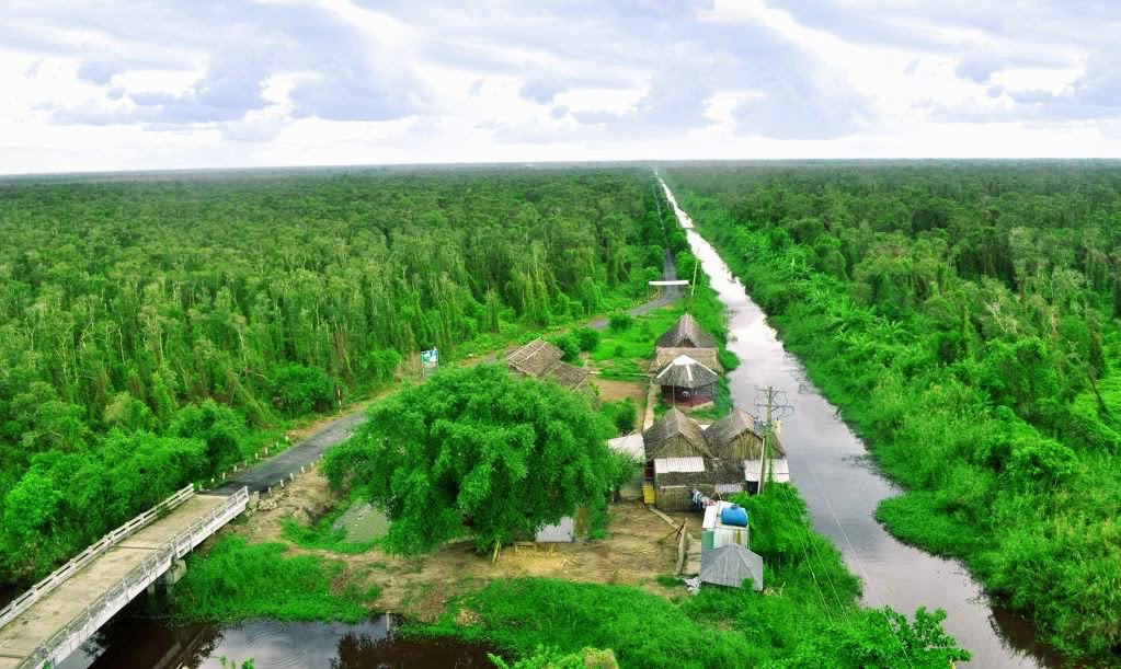Description: Vẻ đẹp của rừng U Minh nhìn từ trên cao.