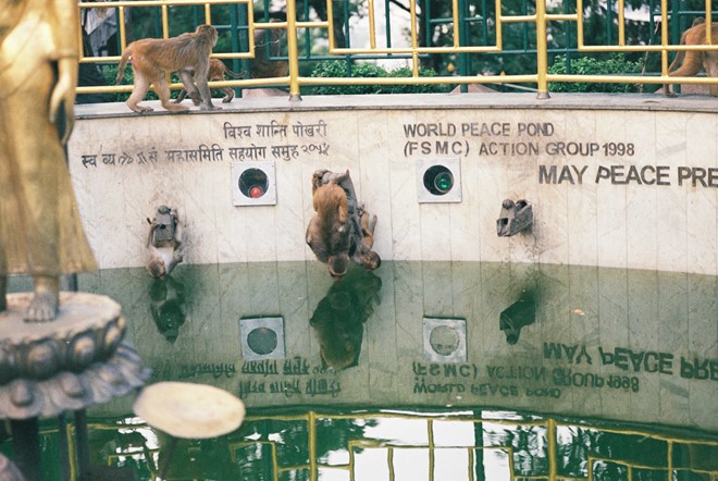 Description: Tại Swayambunath ở trung tâm thủ đô Kathmandu của Nepal, khỉ được coi là linh vật. Ngôi đền này còn có tên là đền khỉ. Một chú khỉ đu người uống nước bên trong thánh tích này.