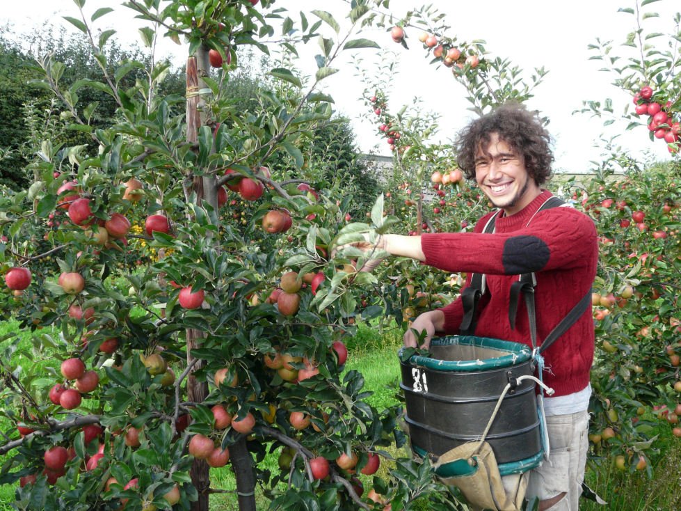 Description: Bạn có thể tìm kiếm công việc hái trái cây tại các nông trại (Ảnh: Broadwaterfarm)