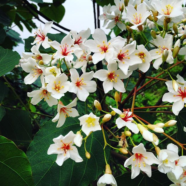 Description: Còn nếu bạn du lịch Bình Liêu vào những ngày cuối tháng 3, đầu tháng 4, bạn sẽ được chiêm ngưỡng mùa hoa trẩu tuyệt đẹp. Ảnh: phananhtuann
