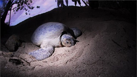Description: Vich - rùa biển Chelonia - Du lịch Côn Đảo